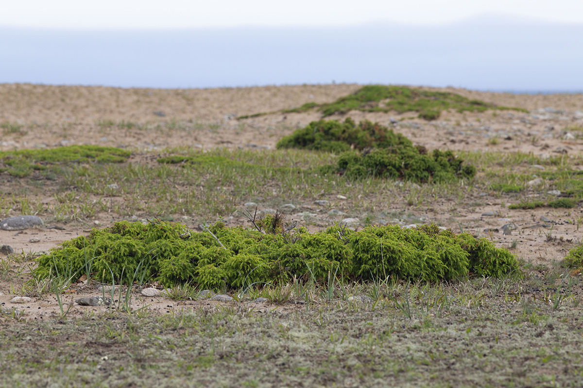 Image of Juniperus rigida ssp. litoralis specimen.