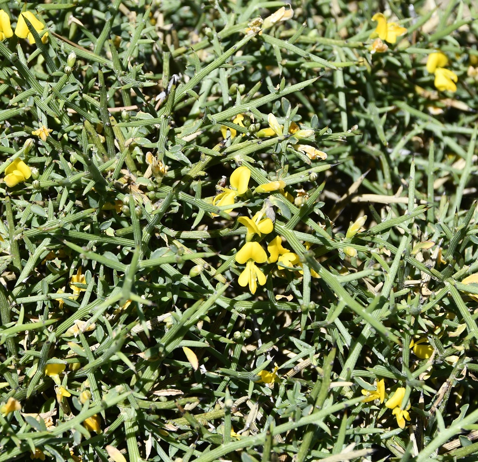 Изображение особи Genista fasselata ssp. crudelis.