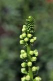 Digitalis ferruginea. Верхушка цветочной стрелки с бутонами. Белгородская обл., пос. Ракитное, ул. Сосновая, 2, в культуре. 11 июля 2026 г.