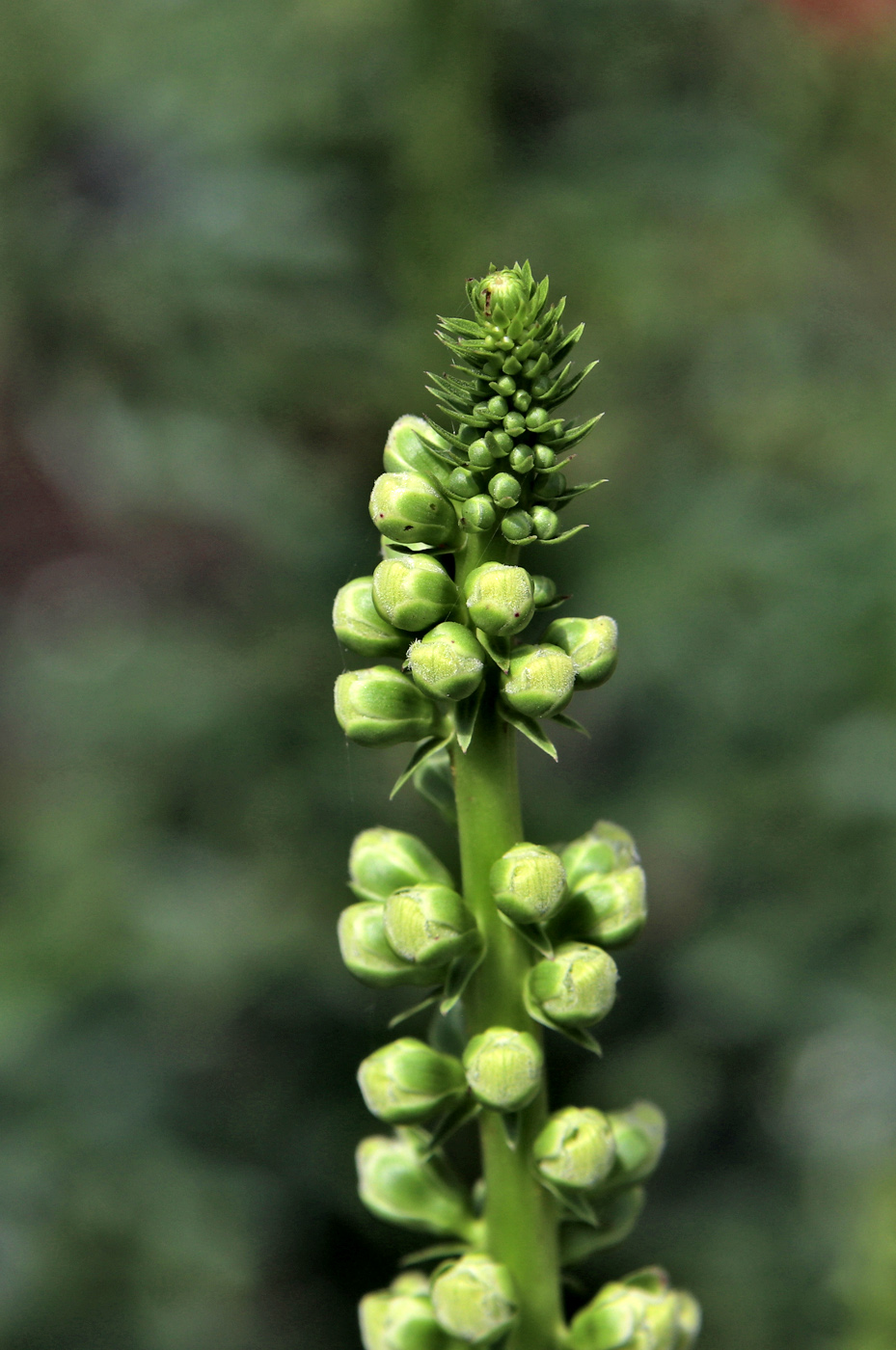 Image of Digitalis ferruginea specimen.