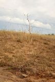 Asparagus inderiensis. Засыхающее плодоносящее растение. Астраханская обл., Наримановский р-н, окр. с. Николаевка, опустыненная степь, склон солонцеватой низины. 06.07.2026.
