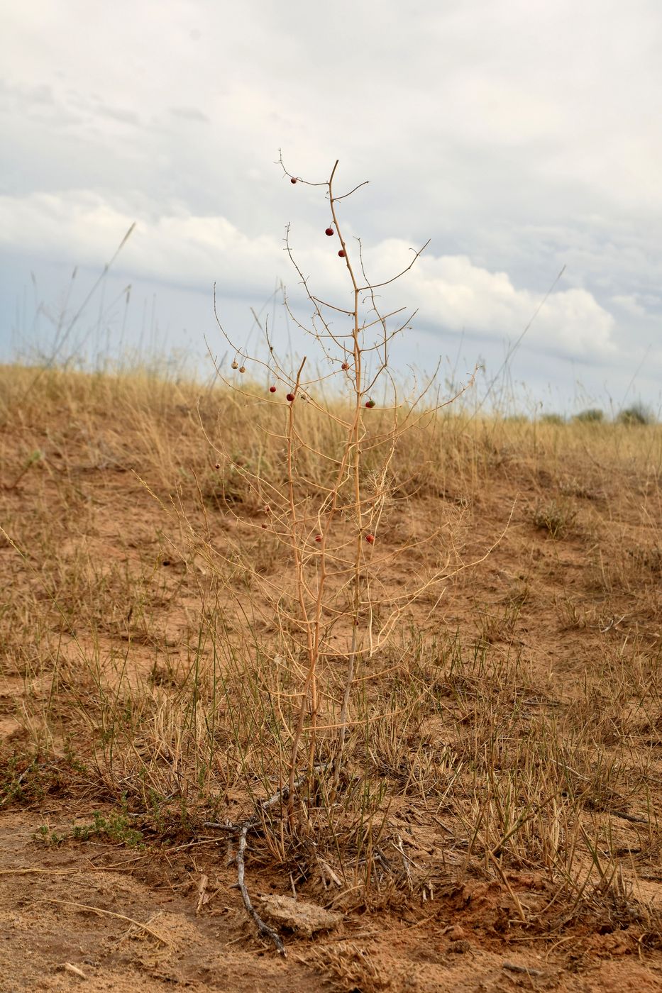 Image of Asparagus inderiensis specimen.