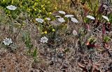 genus Daucus. Цветущие и плодоносящие растения в сообществе с Ononis natrix ssp. ramosissima и Carpobrotus edulis. Португалия, округ Бежа, устье р. Мира, подножие холма. 05.06.2026.
