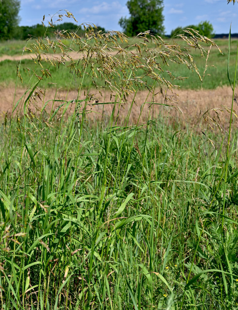 Image of Bromopsis inermis specimen.