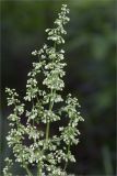 Rumex confertus