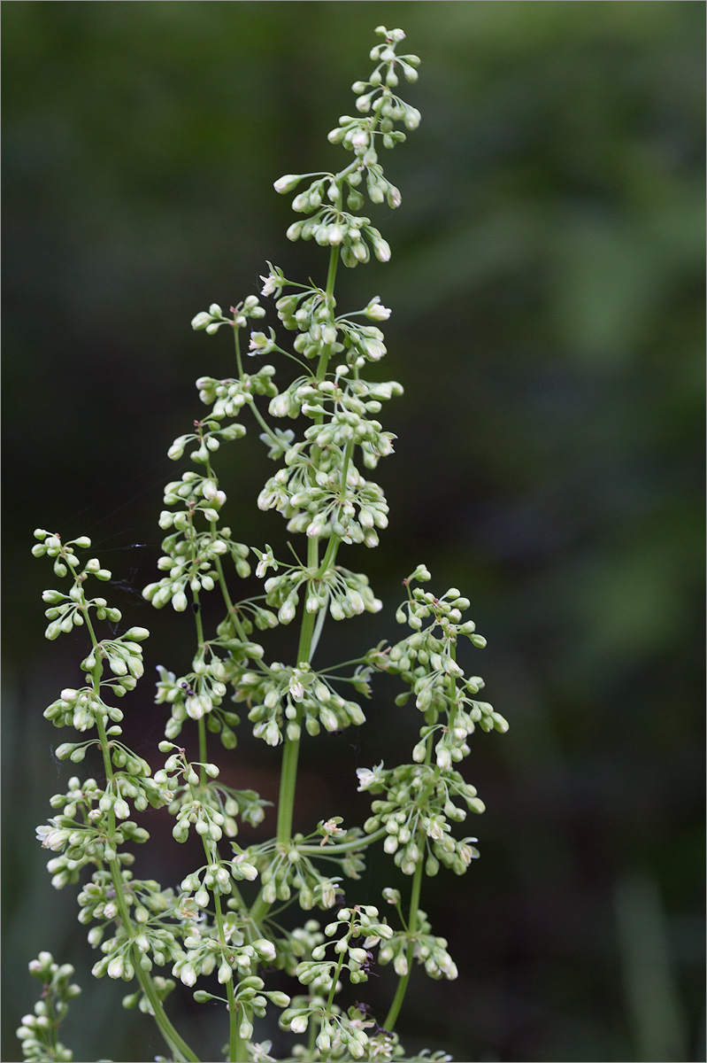 Image of Rumex confertus specimen.