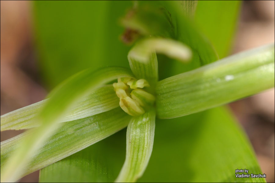 Image of Colchicum umbrosum specimen.