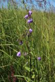 Campanula rapunculoides. Верхушка запоздало (?) цветущего растения. Беларусь, Витебская обл., окр. дер. Местечко, разнотравно-злаковый суходольный луг. 17.07.2026.