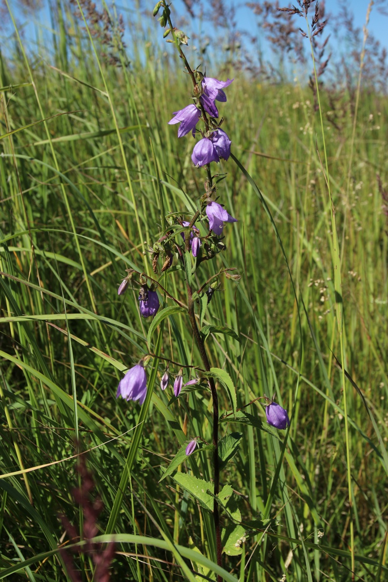 Image of Campanula rapunculoides specimen.