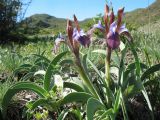 Iris glaucescens