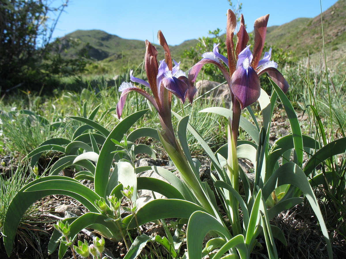 Изображение особи Iris glaucescens.