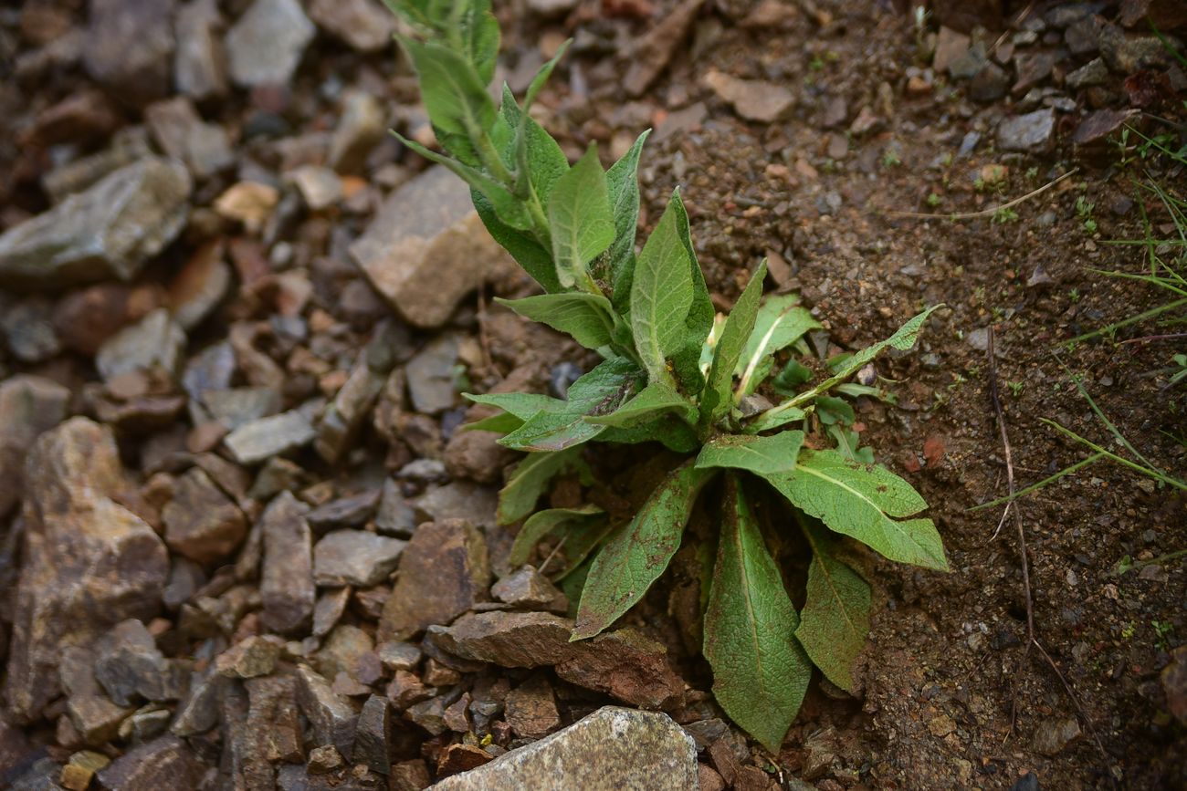 Image of genus Verbascum specimen.