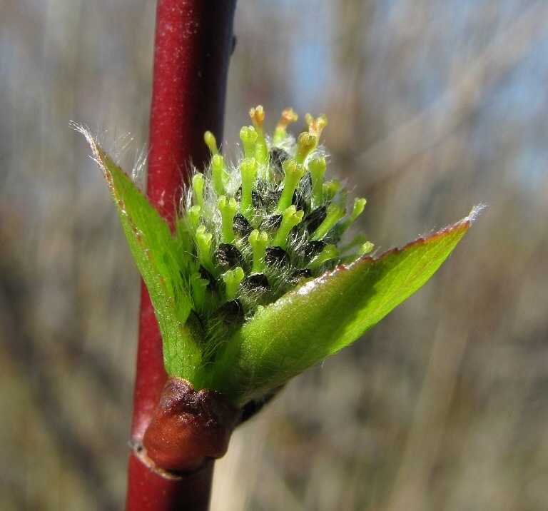 Изображение особи Salix phylicifolia.