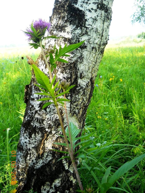 Изображение особи Serratula coronata.