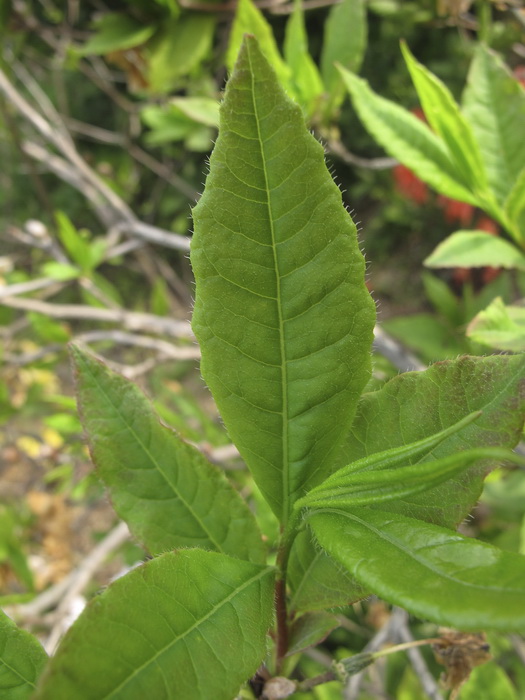 Image of Rhododendron vaseyi f. album specimen.