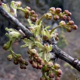 Ribes hispidulum