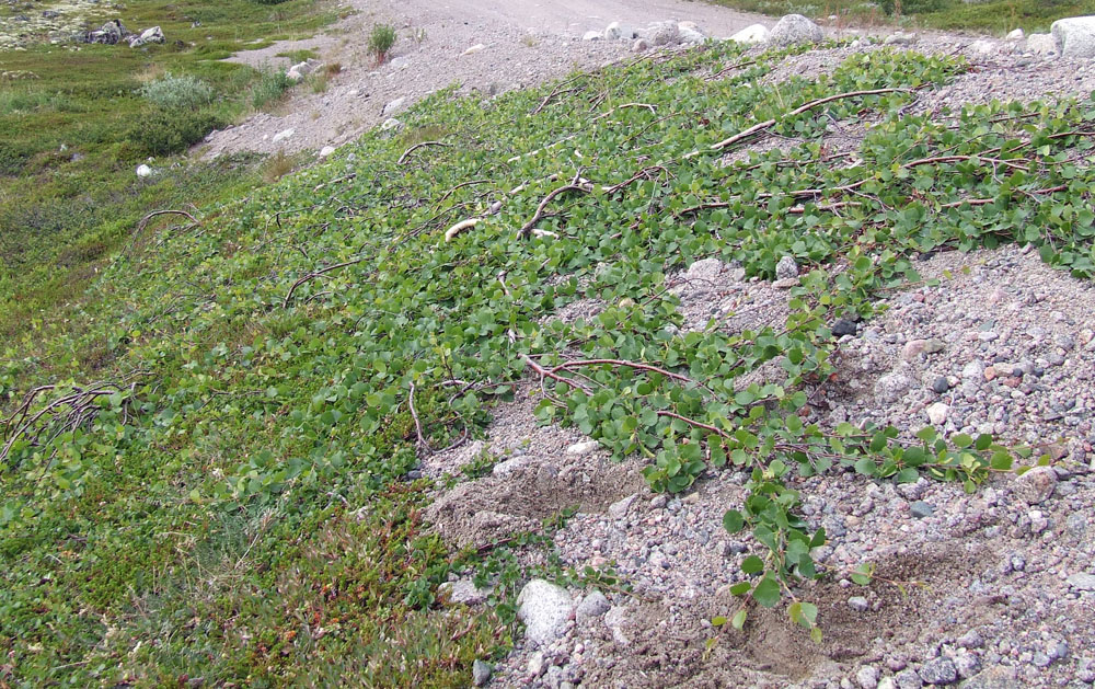 Image of Betula × kusmisscheffii specimen.