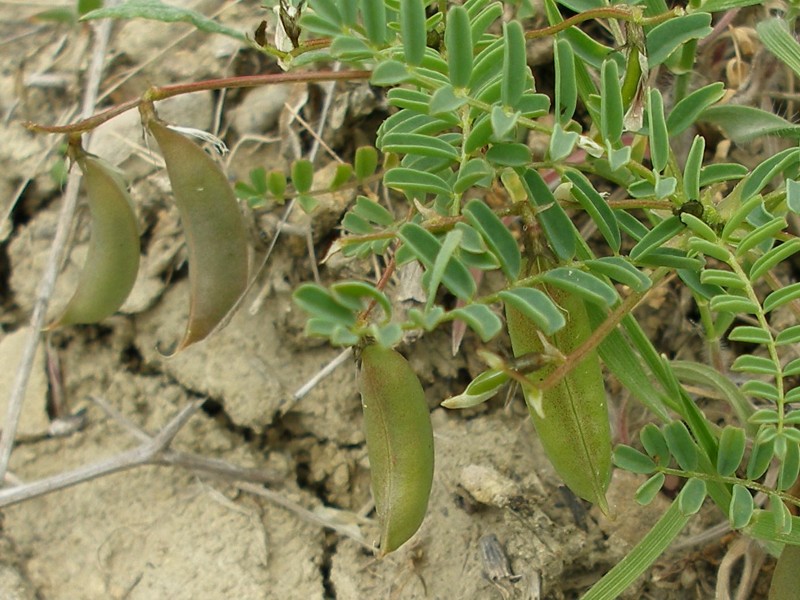 Image of Astragalus guttatus specimen.