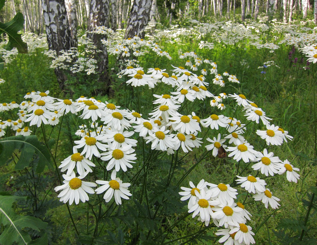 Изображение особи Pyrethrum corymbosum.