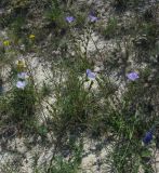 Linum hirsutum. Цветущее растение. Украина, Донецкая обл., Славянский р-н, окр. с. Сидорово. 16.07.2011.