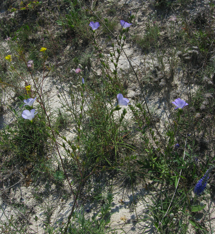 Изображение особи Linum hirsutum.