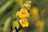 Rhynchocorys orientalis. Соцветие. Республика Карачаево-Черкесия, Домбай, долина р. Алибек, у дороги. 1750 м н.у.м. 09.07.2011.