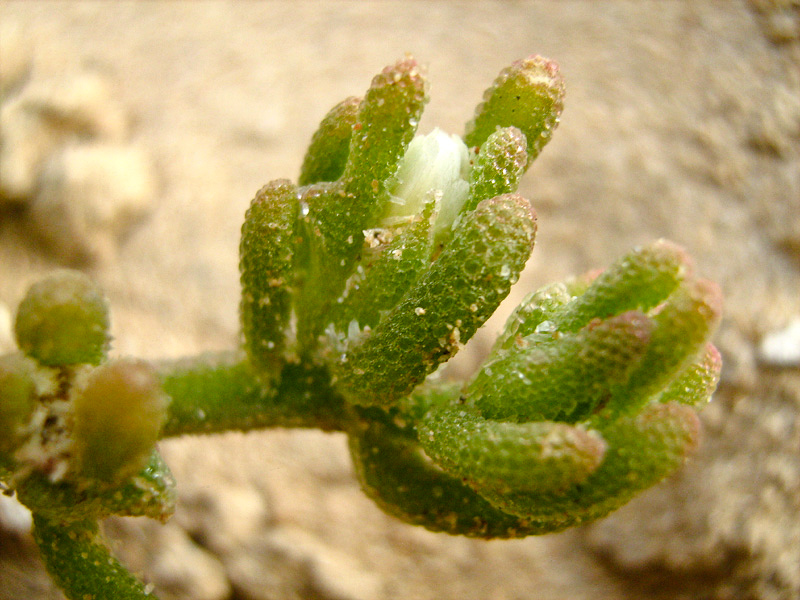 Image of Mesembryanthemum nodiflorum specimen.