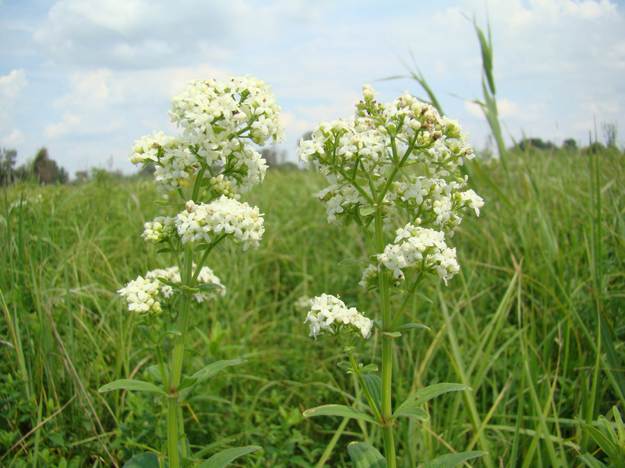 Image of Galium rubioides specimen.