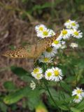 Erigeron annuus. Соцветия с кормящейся бабочкой Argynnis pandora ([Denis & Schiffermuller], 1775). ЮВ Крым, ур. Кизил-Таш. 6 сентября 2011 г.