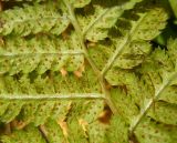 Dryopteris carthusiana