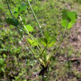 Potentilla crantzii. Часть корневища и основание надземного побега с прикорневыми листьями. Свердловская обл., окр. г. Североуральск, опушка сосново-елового леса близ известнякового карьера. 15.06.2011.