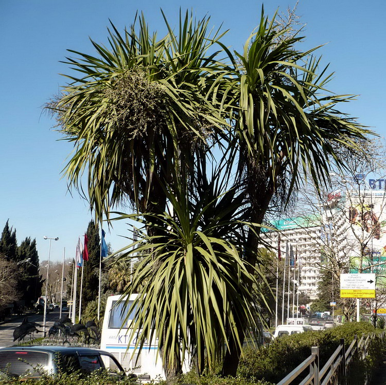 Изображение особи Cordyline australis.