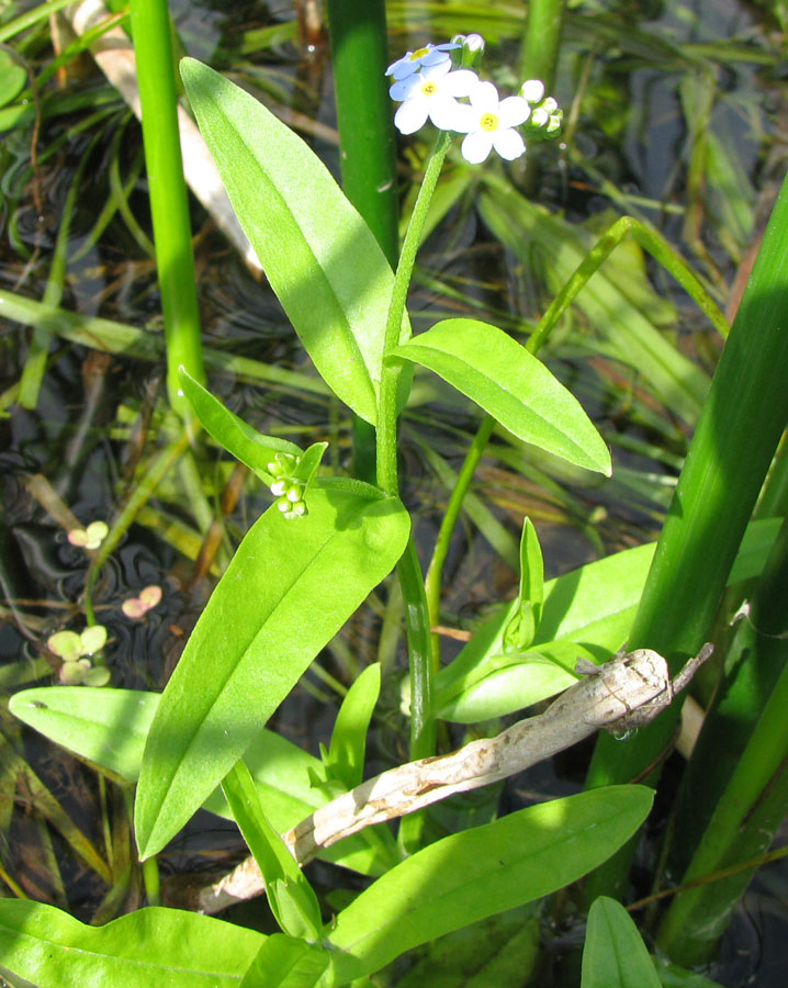 Изображение особи Myosotis palustris.