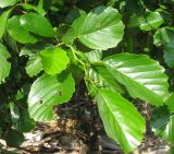 Alnus glutinosa