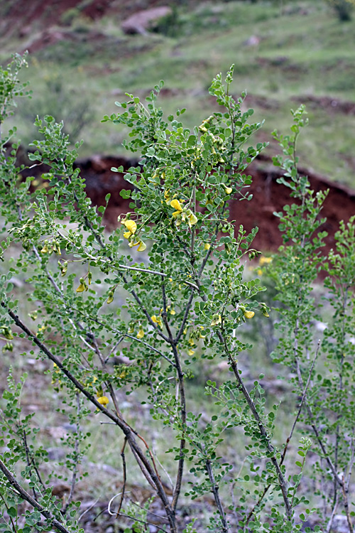 Image of Colutea paulsenii specimen.