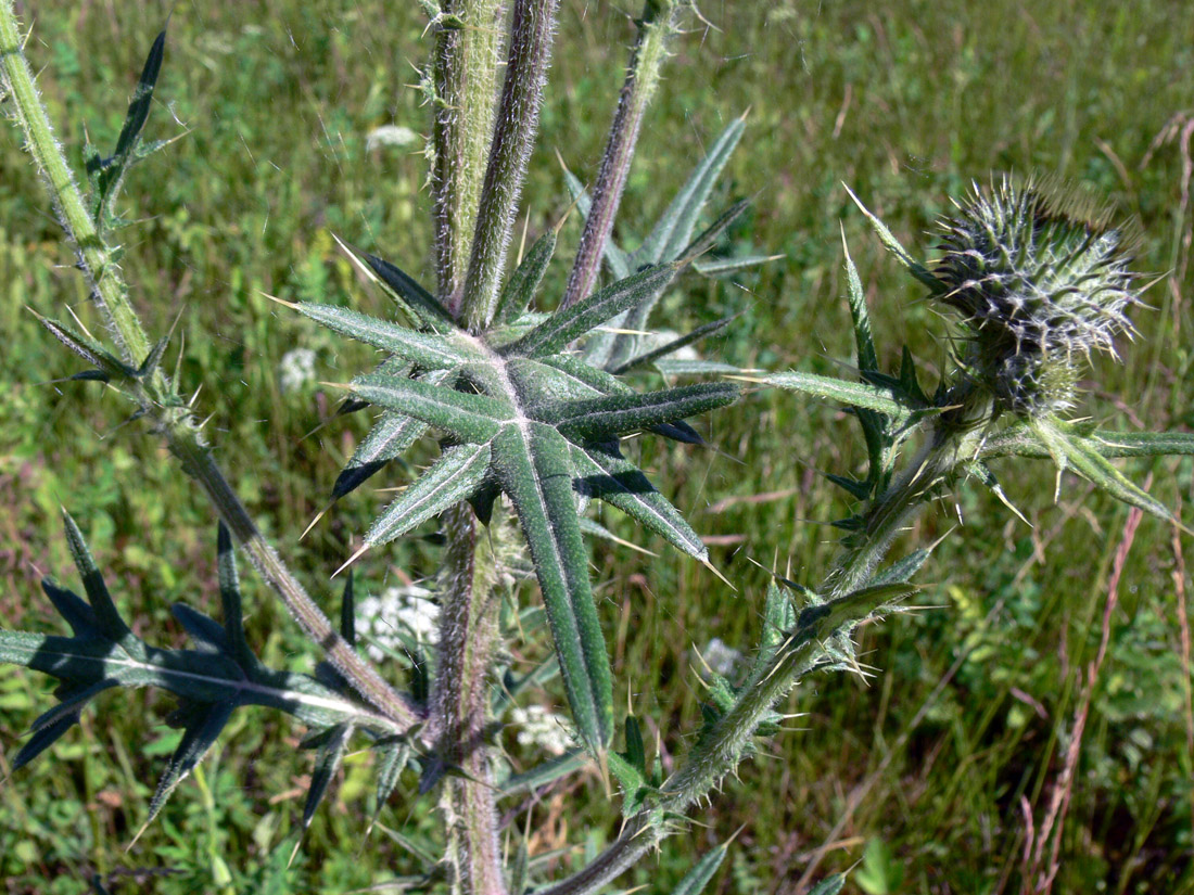 Изображение особи Cirsium vulgare.