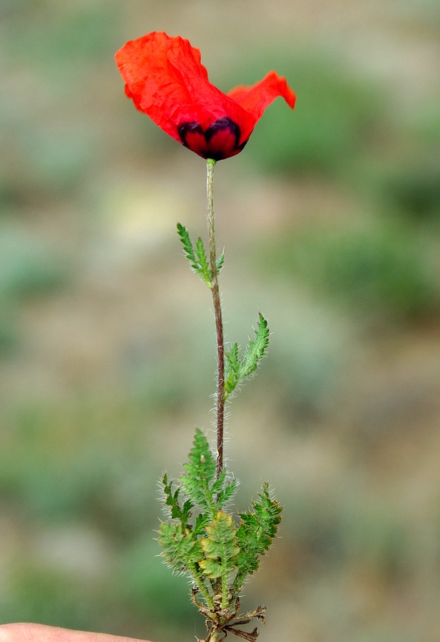 Image of Papaver pavoninum specimen.