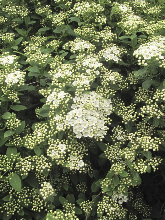 Изображение особи Spiraea &times; vanhouttei.