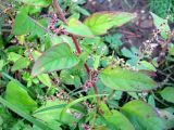 Lipandra polysperma. Средняя часть побега плодоносящего растения. Ярославская обл., г. Углич, пустырь. 05.08.2009.