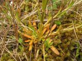 Centaurium littorale