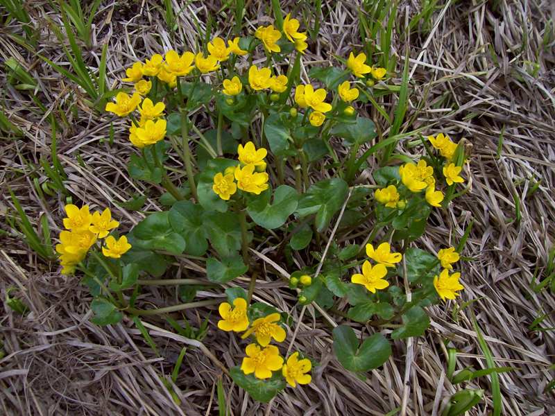 Image of Caltha palustris specimen.