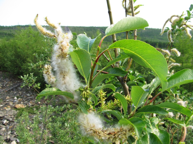 Image of Salix jenisseensis specimen.