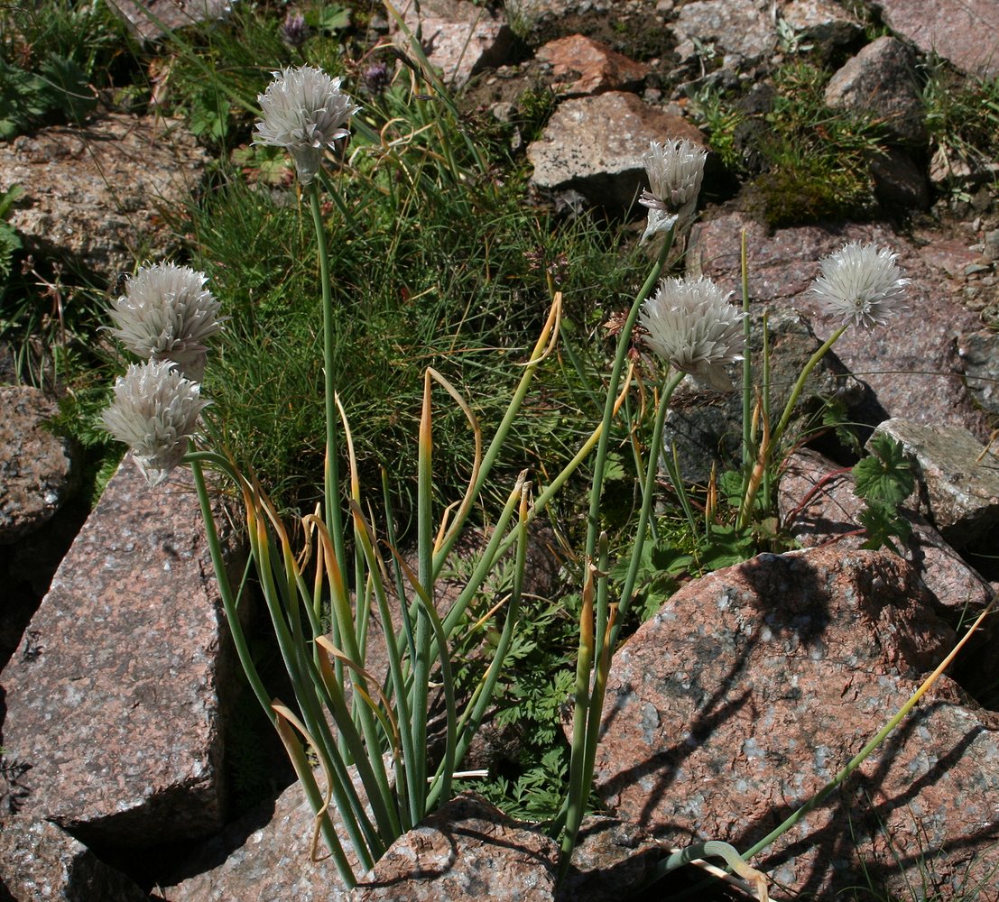 Image of Allium karelinii specimen.