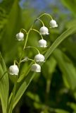 Convallaria keiskei. Соцветие. Сахалин, Тымовский р-н, р. Пиленга. 03.07.2011.