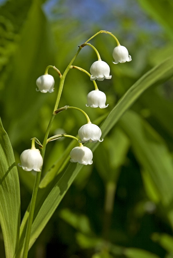 Изображение особи Convallaria keiskei.