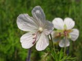 Geranium transbaicalicum