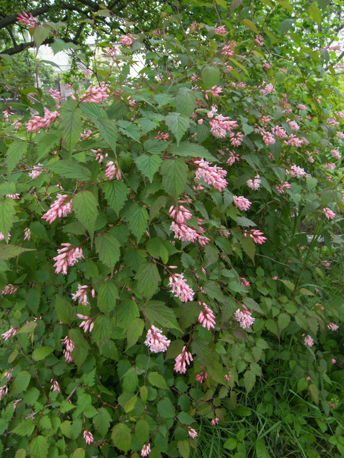 Изображение особи Neillia thibetica.