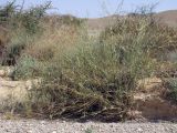 Panicum turgidum. Взрослое растение. Израиль, долина Арава, Нахаль Шита. 24.05.2011.
