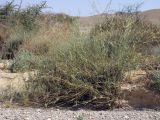 Panicum turgidum