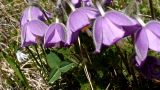 Pulsatilla violacea